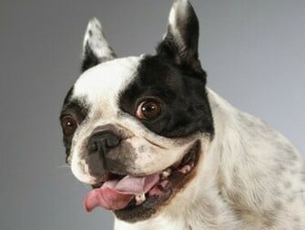 Funny Dog Face HD Wallpaper