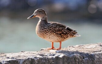 Female Mallard Duck Wallpaper