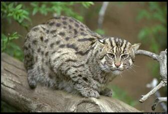 Bobcat Wallpaper