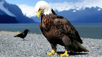 American Eagle Wallpaper HD