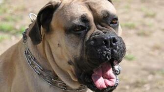 Types Of Bullmastiff Dogs Background Wallpaper