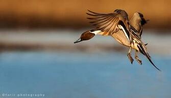 Waterfowl Wallpaper