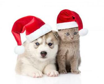 Cat Dog Wallpaper Pictures Image