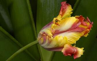 Most Beautiful Natural Fresh Flowers HD Desktop And Amazing Wallpaper