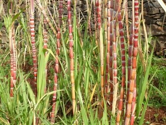Panoramio Photo Of Sugarcane Madeira