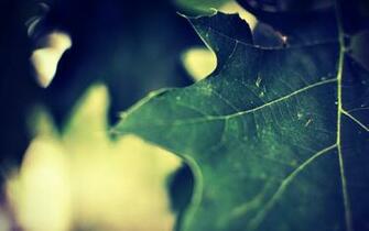 Close Up Wallpaper Desktop Background Picture