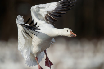 Close Up Landing Snow Goose 4k HD Wallpaper