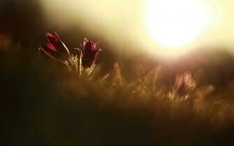 Lovely Flower Pictures Computer Wallpaper Desktop
