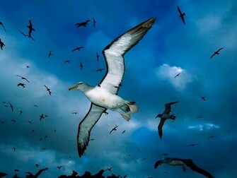 Seagull Wallpaper Beautiful Birds