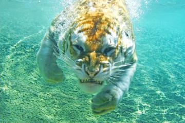 A Bengal Tiger Swimming Underwater
