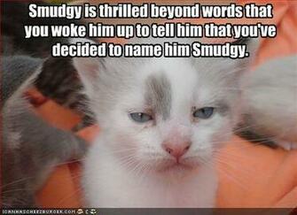 Funny Animals With Words Cool HD Wallpaper