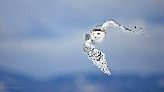 Owl Fly Birds Wallpaper HD Desktop And Mobile Background