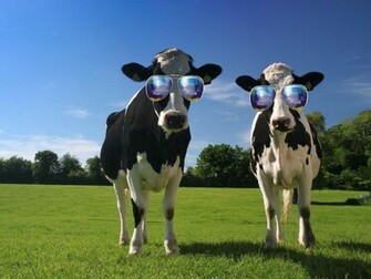 Are Ing Funny Cows Kuhe HD Wallpaper Color Palette Tags