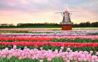Tulips Field Holland Wallpaper Pictures Photos Image Chainimage