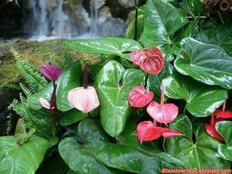 Tropical Flowers Garden Wallpaper Modern
