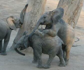 Cute Baby Elephant Pictures Amazing Creatures