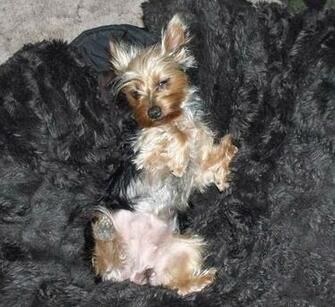 Reci N Ba Ado Yorkie Puppy Wallpaper