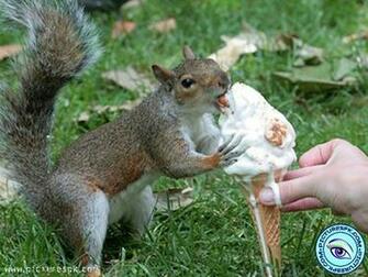 Funny Squirrel Picture Wallpaper In Resolution