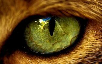 Closeup Eyes Cats Animals Wallpaper High Quality