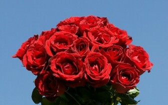 Cool Wallpaper Red Rose