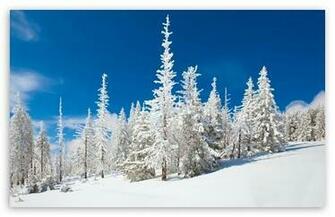 Beautiful Snowy Forest HD Wallpaper For Standard Fullscreen