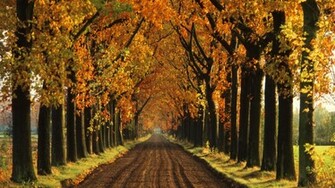 Background Holl Autumn Tree Background Lined Wallpaper HD