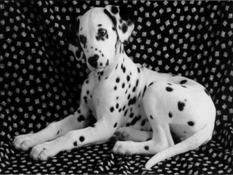Dalmatians Wallpaper
