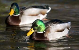 Mallards Background Related Keywords Amp Suggestions