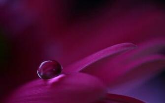 Awesome Water Flower Wallpaper