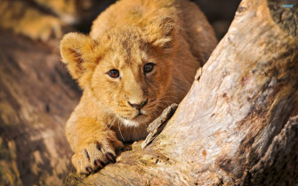 Lion Cub Wallpaper
