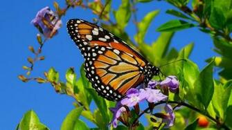 Butterfly In Spring Garden Lovely Evening