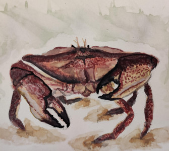 Dungeness Crab X6 Starting Out Small And Detailed Wallpaper