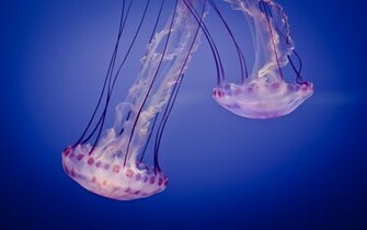 Deep Sea Wallpaper HD Topwallpaper