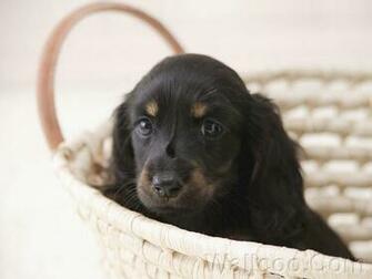 Longhaired Dachshund Puppy Wallpaper Cuddly Miniature