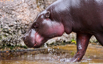 Hippopotamus Wallpaper For 4k
