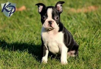 Boston Terrier Mix HD Wallpaper Background Image