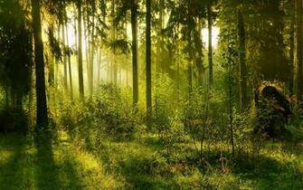 Forest Computer Wallpaper Desktop Background Id