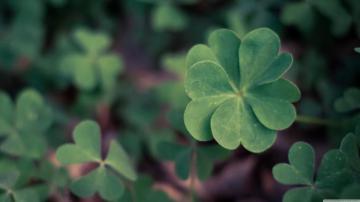 Lucky Clover Ultra HD Desktop Background Wallpaper For 4k UHD Tv