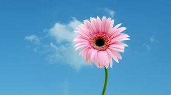Funstuff Wallpaper Floral Katenet Flowers