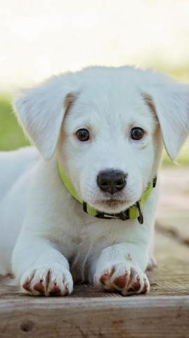 Cute Puppy Wallpaper iPhone Android Desktop Background