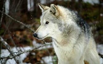 Grey Wolf Background Wallpaper HD