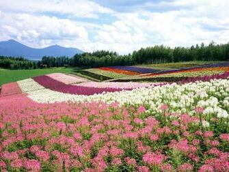 Deanne Morrison Flower Garden Background
