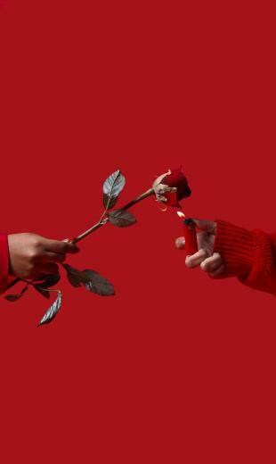 Aesthetic Red Passion Photography Photo Rose Monochromatic