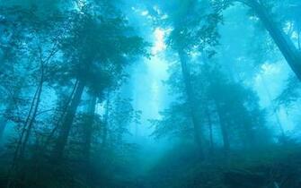 Blue Light In The Foggy Forest Wallpaper Nature