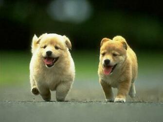 Cute Puppies Welsh Corgi Wallpaper For Your Computer Desktop