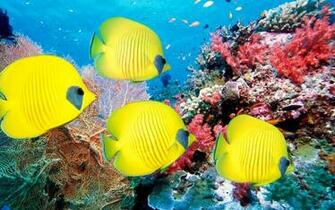 Reef Life Fish Wallpaper In High Resolution For Get Coral
