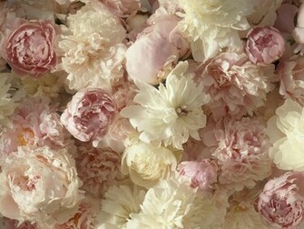 Rossyp Wallpaper White Peonies Flowers 3d For Desktop