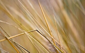 Windows Builds Wallpaper Image Extra Large
