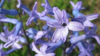 Hyacinth Wallpaper Flower