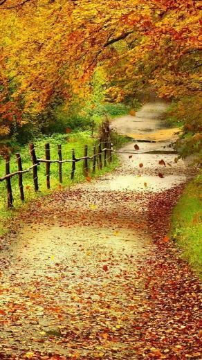 Beautiful Path Nature iPhone Wallpaper